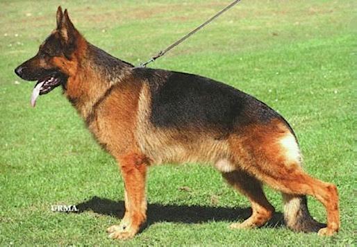 Hill vom Farbenspiel Hill was a lovely dog, he was large but nicely balanced, produced strong temperament and