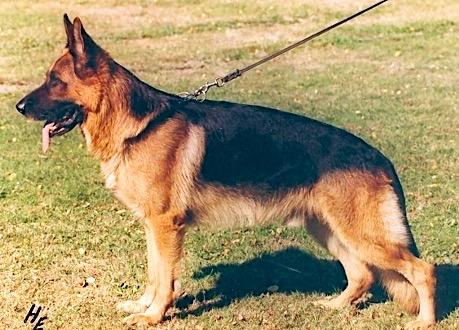 Reflections and relativity: German Sieger 1992 Zamb von der Wienerau Zamb was considered by Walter to be the best male he ever bred, a dog he believed went very close to reflecting the standard and a