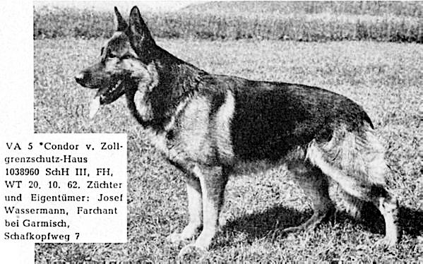 Quanto was a far superior dog to Canto not just in phenotype but also in ancestral terms.
