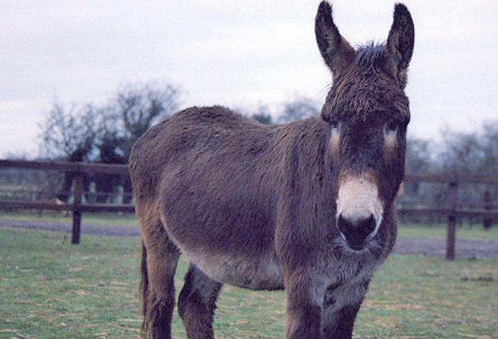 The author says the stoicism of donkeys means they do not react