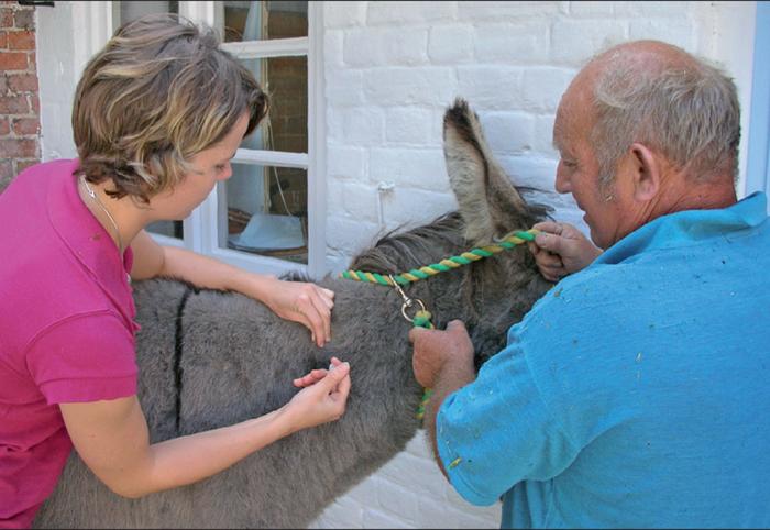 Getting mules or donkeys to trot may not be easy after foot problems.