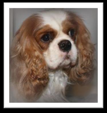 Spanky (AKC Toy Poodle) sire is a color-bred, red.