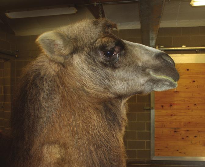 Newsletter for friends of Blank Park Zoo Winter 2013 Zoo Tracks Introducing Tuya and Nicolai: Blank Park Zoo s Bactrian Camels When we opened our Africa exhibit earlier this year and introduced some