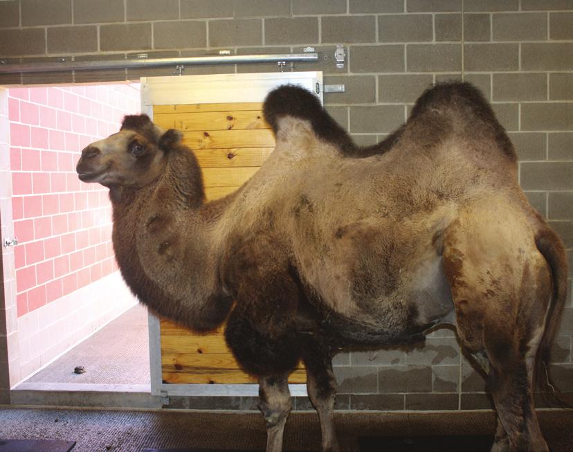 Year-round, you can enjoy viewing the Bactrian camels before you even enter the Zoo!