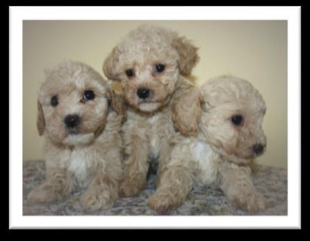 Prissy s CavaPoos 1 male available to reserve, ready August 20 Chelsea
