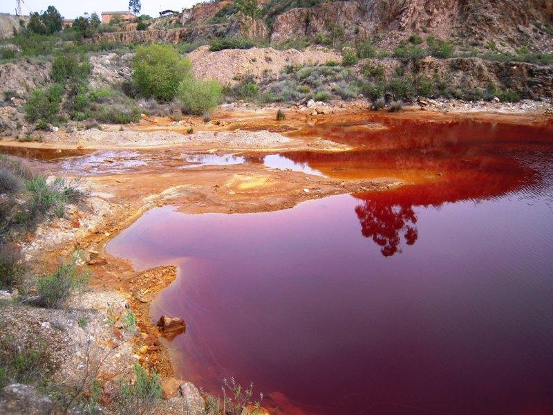 2004: Iron-oxidizing bacteria isolated from acid mine drainage