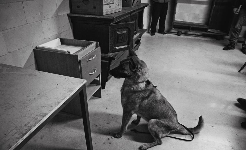 Types of dogs Over the years Police Dogs Centre Holland became the leading company in supplying different kinds of police dogs.