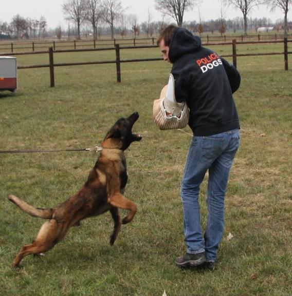 The dogs are divided into: Detection dogs Patrol dogs Security dogs Our detection dogs are trained to detect : Explosives Narcotics Humans Other objects/material