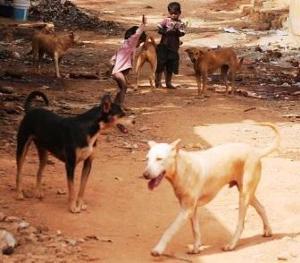 THE TIMES OF INDIA DELHI Stray dog attacks: Human rights should come first, NHRC says TNN Aug 15, 2015, 02.