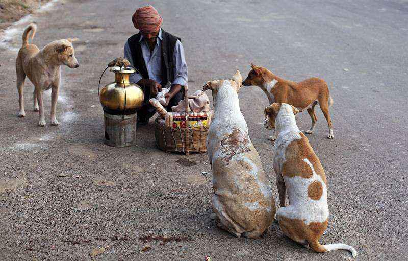 Street Dog Menace: NHRC Sends Notices to Centre, Delhi Govt NEW DELHI AUG 14, 2015 FILE-AP PHOTO/RAJESH KUMAR SINGH Calling for a debate on the human rights versus animal rights issue, the National