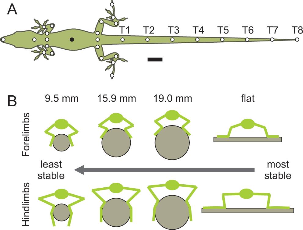 Figures Figure 1. Experimental set-up. (A) Marking scheme highlighting 29 reflective markers attached to an intact lizard. T1-8 represents points Tail 1-8.