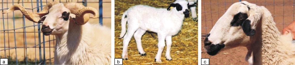 September 2014] ULTRASONIC MEASUREMENTS OF LOIN EYE MUSCLE IN KARYA LAMBS 1017 Fig. 1. Karya ram (a), lamb (b) and sheep (c) weighed. Wool was removed from the measurement areas (between 12 and 13.