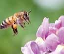 These small buzzing insects pollinate two-thirds of