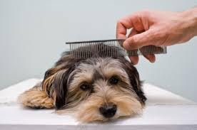 00am-3pm Little Angels Dog Grooming 86a White Street Rotorua 07-343 6390 We offer everything here from full grooms, mini grooms, baths and deshed treatments.