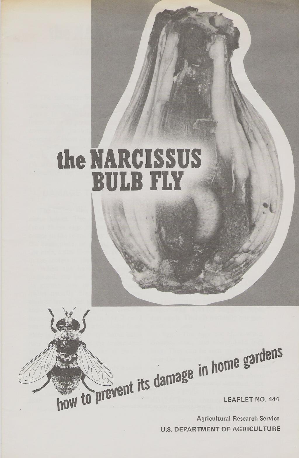 , the NARCISSUS BULB FLY.