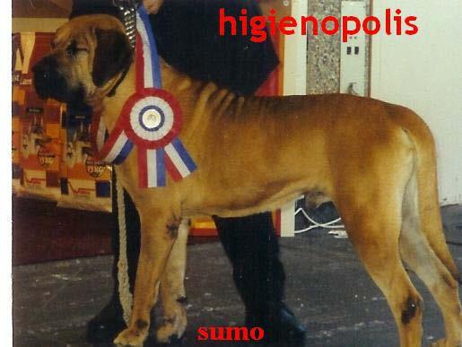 Pictured here is Higienopolis Sumo, he was bred by Marko Nurminen in Finland and owned by Claude Bordet of France.