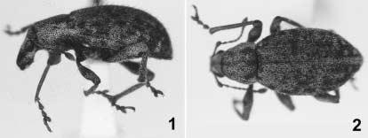 4 AMERICAN MUSEUM NOVITATES NO. 3299 Figs. 1 2. Galapagonotus cuneiformis (Waterhouse), female. 1, Lateral habitus; 2, dorsal habitus. mm, female 5.5 7.5 mm. Cuticle dark reddish brown to black.