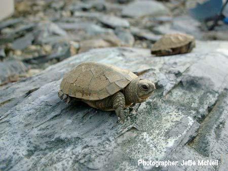 THE CONSERVATION OF THREATENED AND ENDANGERED TURTLE SPECIES IN NORTHERN