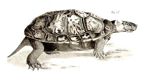 Bog Turtles are found primarily in the southeast portion of NY, although four populations occur in Seneca and Oswego Counties (Gibbs et. al 2006).