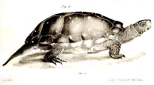 Figure 8. Illustration of Spotted Turtle, Clemmys guttata (Herp. Atlas 1990-1999).