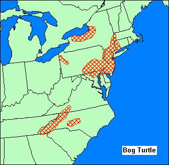 most common turtle found near New York City but abundance has since declined and it is currently listed as endangered in Illinois and Ohio, threatened in Maine and Vermont, and special concern in