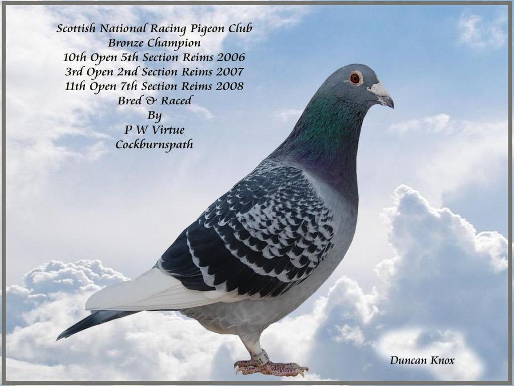 racing machine this pigeon is his record from Reims is incredible 5 th Sect 10 th Open 2006, 2 nd sect 3 rd Open 2007, 7 th sect 11 th Open 2009 and now another 3 rd section to add to his