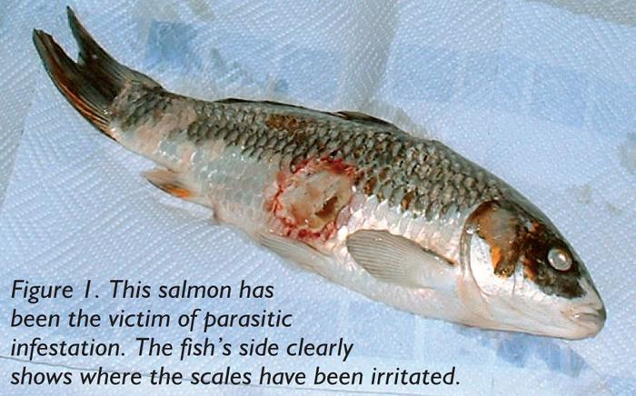 Figure 1. This salmon has been the victim of parasitic infestation.