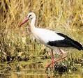 LAKE SHORE White Stork Plate 13 LAKE JIPE