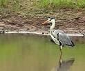 Grey Heron Plate 12 Great Egret