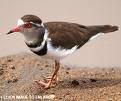 Crowned Lapwing Plate 64