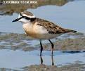 Three Banded Plover Plate
