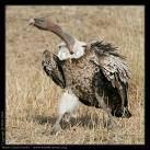 Vulture Plate 27 Von