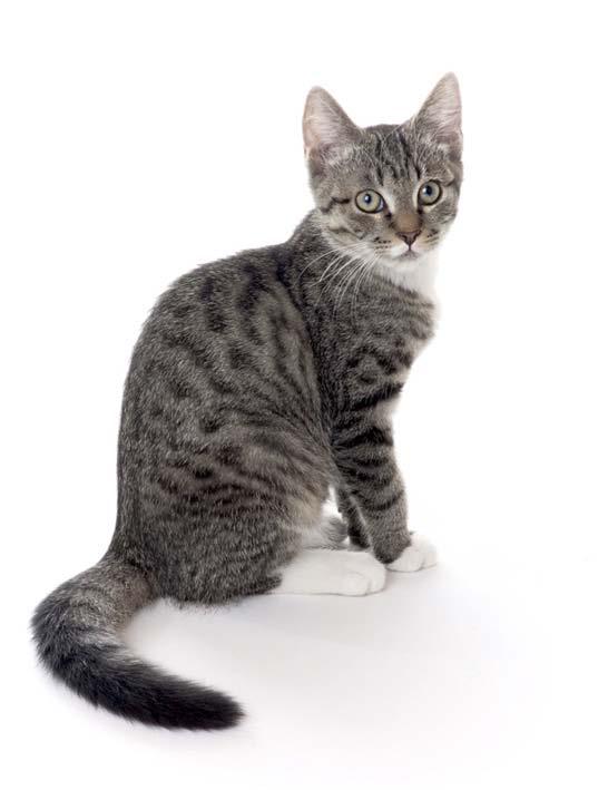 Cats and kittens Cats can t add but they do multiply! In just 18 months, this female cat can have 2000 descendants. Make sure your cat cannot have kittens.