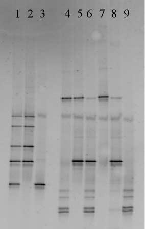 Identification of Mycoplasma by DGGE template to 49 ìl of a reaction mixture containing 10 mm Tris/HCl (ph 9.0), 1.5 mm MgCl 2, 50 mm KCl, 0.1 % Triton X-100, 0.
