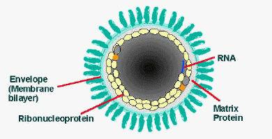 Rabies virus v RNA virus Host-adapted variants