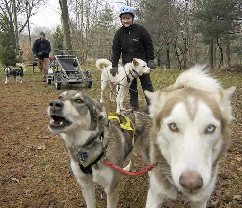 1 of 2 2/27/2008 5:31 PM Image 3 of 6 Catherine and Eric Benson of Maryland Sled Dog Adventures get their dogs ready for a run on the