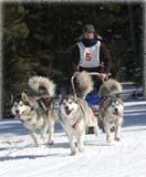 Sled dog races are planned to be held at Sunrise on January 31 and February 1. A weight pull and other events are being planned for Hon-Dah Resort and Casino.
