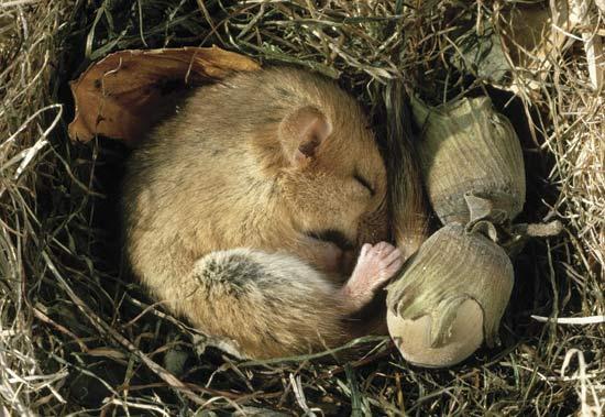 During hibernation the animal s body temperature drops, and its heartbeat and its breathing slow down so that it does not use much energy.