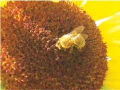 Utjecaj neonikotinoida na kukce oprašivače / The Impact of Neonicotinoids on Pollinator Insects Slika 1. Medonosna pčela na cvijetu suncokreta useljavaju netom nakon izlaska iz zimske hibernacije.