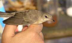 Nutritional Requirements and Metabolic Changes in Migrating Birds / Nutritivne potrebe i metaboličke promjene u ptica selica Fig.