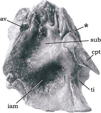 188 BULLETIN AMERICAN MUSEUM OF NATURAL HISTORY NO. 285 Fig. 14.7. Adinotherium ovinum (FMNH 13110). Isolated left petrosal; cerebellar aspect. Dorsal toward top of page; rostral to left.