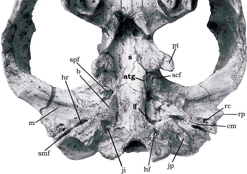 2004 GABBERT: CRANIAL ANATOMY OF TOXODONTIA 181 Fig. 14.1. Periphragnis sp. (MLP 68-III-24-286). Basicranial view. Rostral toward top of page.