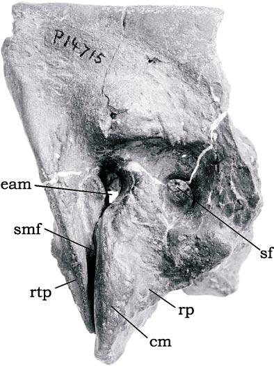 182 BULLETIN AMERICAN MUSEUM OF NATURAL HISTORY NO. 285 Fig. 14.2. Ancylocoelus frequens (FMNH P14715). Lateral view of right ectotympanicsquamosal fragment.