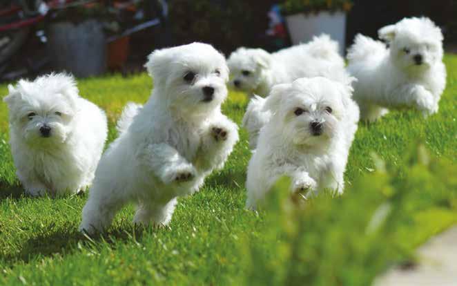 KENNEL CLUB HEALTH STRATEGY During 2014 the Dog Health Group approved a health strategy for the Kennel Club, to ensure that canine health and welfare underpin the multitude of activities of the