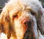 The Club recommends that all Clumber Spaniels being bred should hold a current eye certificate and others should be tested at regular intervals to monitor eye health; this is recommended to be at 2,