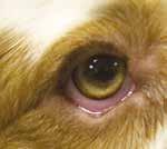 Analysis of our eye test database is not particularly flattering, we knew it would be a warts & all exercise, however without it we would have no evidence at all about the eye health of the breed.