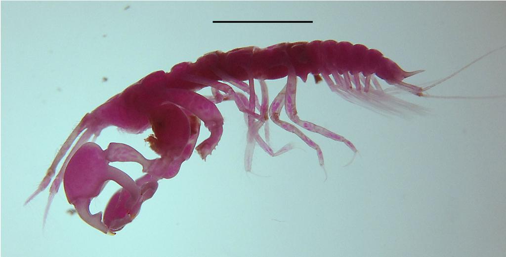 Figure 17 Digital image of Sphyrapus caribensis sp. nov., paratype male. Lateral view of habitus. Scale bar = 2.0 mm. Full-size DOI: 10.7717/peerj.