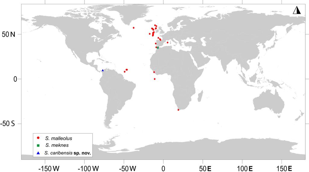 Figure 18 Map showing the worldwide distribution of Sphyrapus. Sphyrapus malleolus (red circles), Sphyrapus meknes (green square), Sphyrapus caribensis sp. nov.