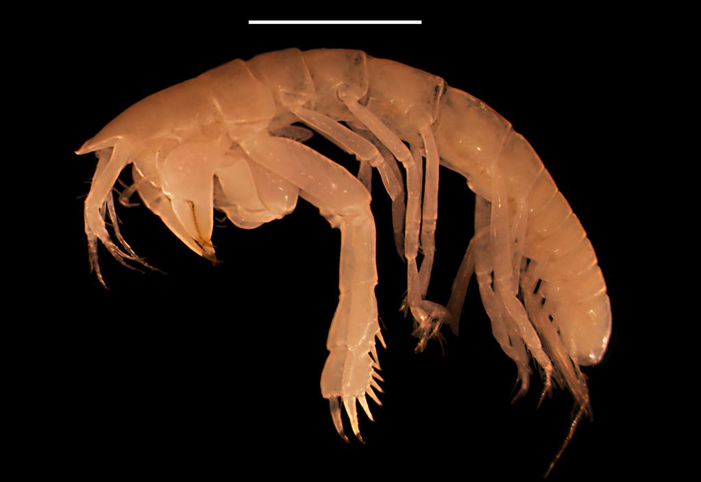 Figure 4 Digital image of Kudinopasternakia siegi, female: lateral view of habitus. Scale bar = 2.0 mm. Full-size DOI: 10.7717/peerj.