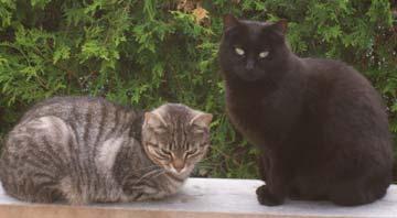 Feral cats by nature are difficult to socialize and therefore cannot go into FOCR s mainstream adoption program.